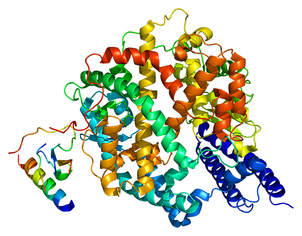 767px-Protein_ACE2_PDB_1r42.png
