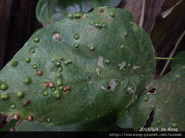 山葛的蟲癭 (The galls of Pueraria l