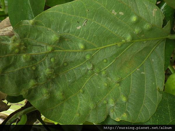 山葛的蟲癭 (The galls of Pueraria l