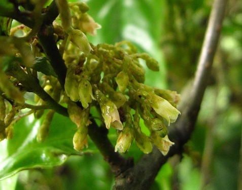 日本山桂花的癭 (The galls of Maesa ja