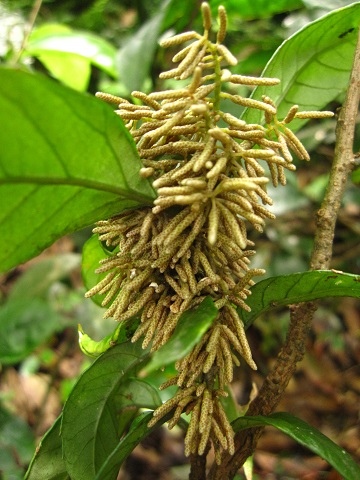 日本山桂花的癭 (The galls of Maesa ja