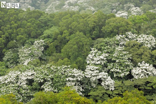 04.在看臺上見到的滿山油桐花.jpg