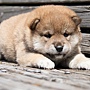IMG_6723-shibainu-puppy