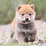 IMG_0800-shibainu-koinu