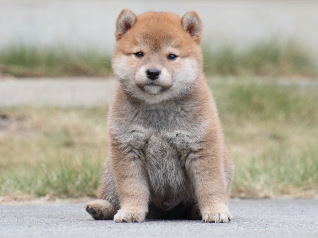 IMG_3638-shiba-puppy