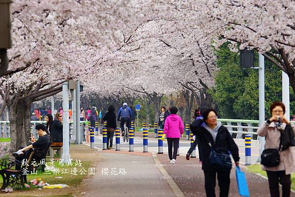 三樂公園櫻花路09