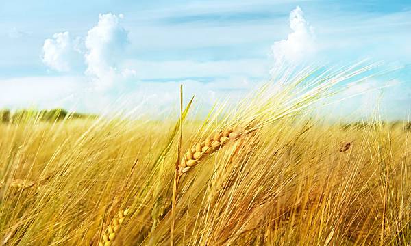 ear-wheat-field-sky-clouds-macro