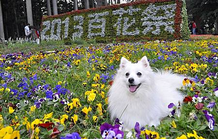 2013台南花季-7