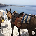 Donky-Santorini-Oia-驢子.jpg