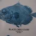 Black Dory.JPG