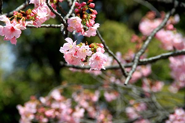 上野恩賜公園賞櫻行-17.JPG