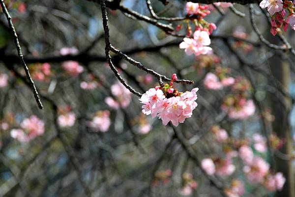 上野恩賜公園賞櫻行-19.JPG