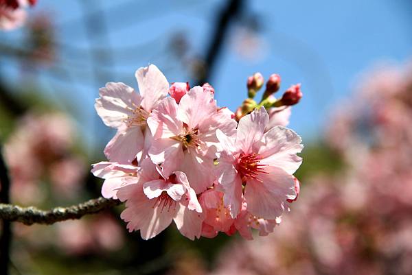 上野恩賜公園賞櫻行-21.JPG