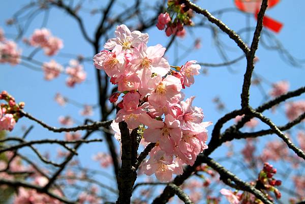 上野恩賜公園賞櫻行-22.JPG