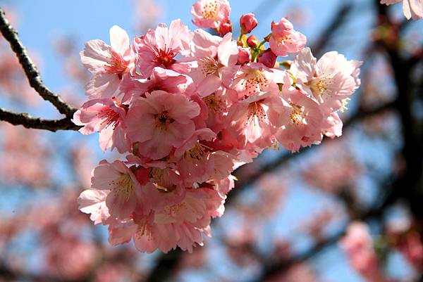 上野恩賜公園賞櫻行-23.JPG