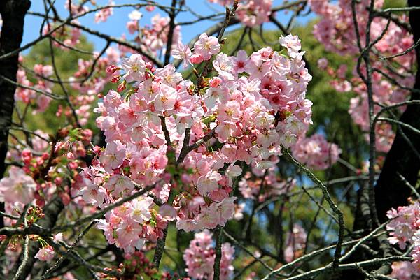 上野恩賜公園賞櫻行-26.JPG