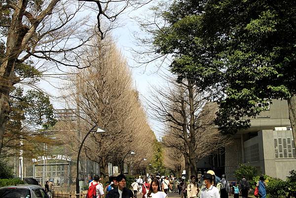 上野恩賜公園賞櫻行-33.JPG