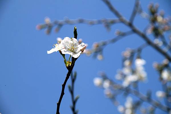 上野恩賜公園賞櫻行-39.JPG