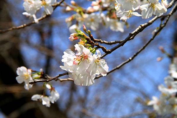 上野恩賜公園賞櫻行-41.JPG