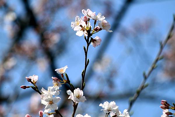 上野恩賜公園賞櫻行-49.JPG