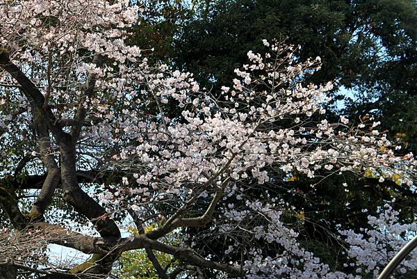 上野恩賜公園賞櫻行-50.JPG