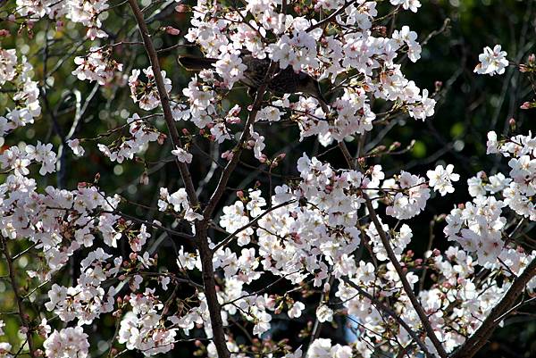 上野恩賜公園賞櫻行-57.JPG