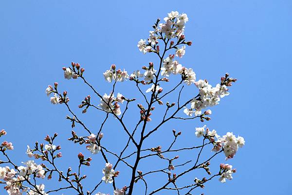 上野恩賜公園賞櫻行-59.JPG