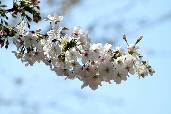 上野恩賜公園賞櫻行-61.JPG