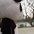 遠眺的熊貓