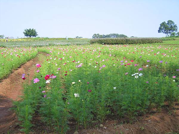 1018青海團花海遊 023.jpg