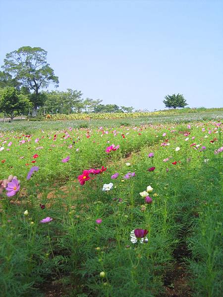 1018青海團花海遊 026.jpg