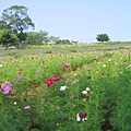 1018青海團花海遊 026.jpg