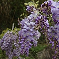 IMG_4387.JPG