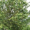 IMG_4386.JPG