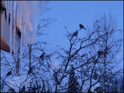 Swiss  Alaska  Inn2晨間房門外的冰柱及鳥群.JPG