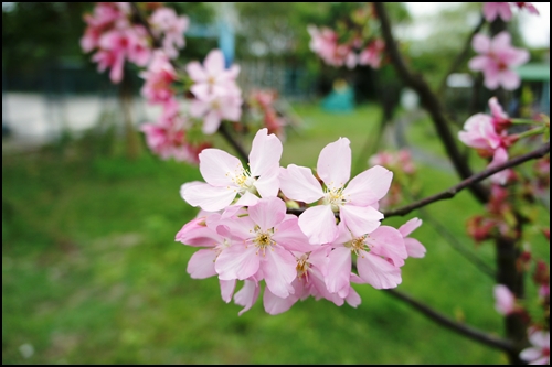 路邊 的櫻花