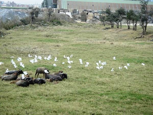 花蓮空軍基地旁  可能一下經過人太多  驚動了休息的鳥.JPG