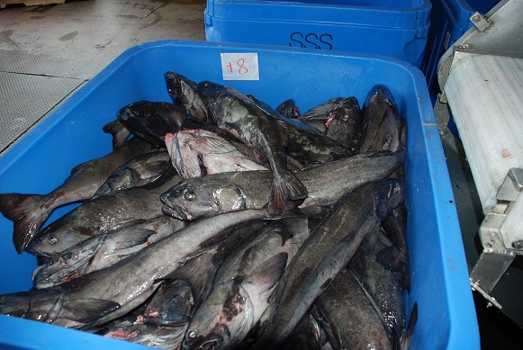 Sable fish1.jpg