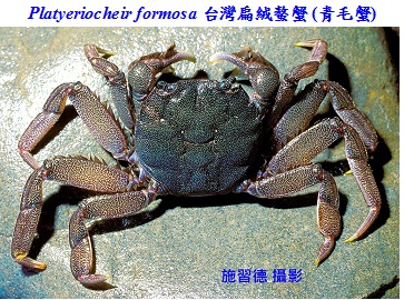 大閘蟹記者會分享 中興大學施習德教授的簡報 湧升海洋部落格 痞客邦