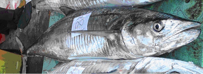 鰆魚 湧升海洋部落格 痞客邦