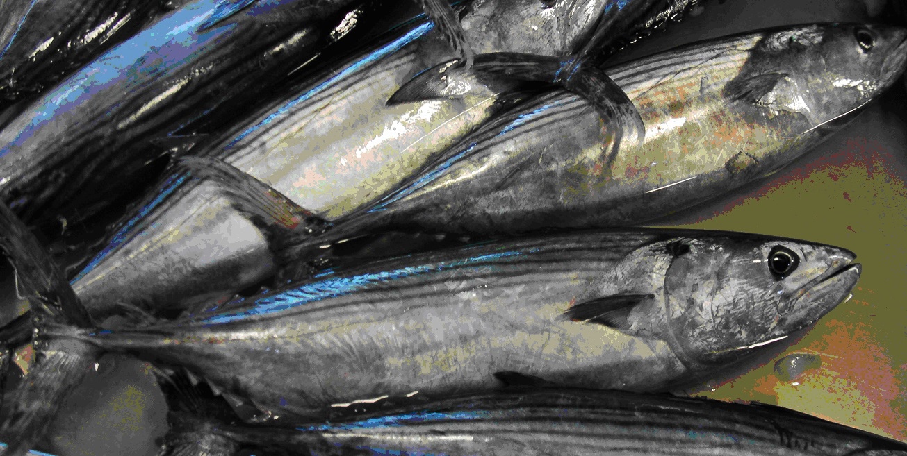 鰆魚 湧升海洋部落格 痞客邦