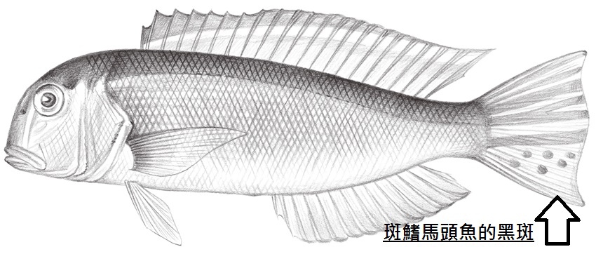 馬頭魚2