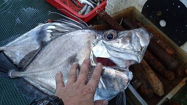 認識真正的多利魚 湧升海洋部落格 痞客邦