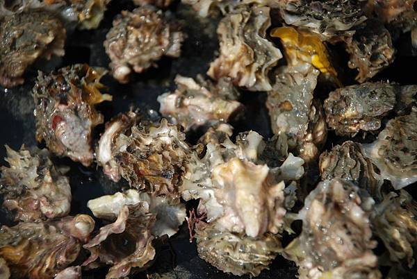 台灣適合養殖單體或三倍體牡蠣嗎