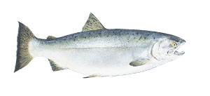 野生鮭魚的種類 湧升海洋部落格 痞客邦 野生鮭魚的種類 湧升海洋部落格 痞客邦