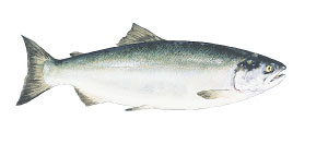 野生鮭魚的種類 湧升海洋部落格 痞客邦 野生鮭魚的種類 湧升海洋部落格 痞客邦