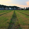 IMG_8475.JPG