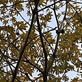 IMG_2878.JPG