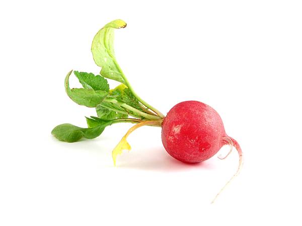 radish1