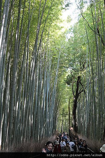 嵐山有名的竹林之道